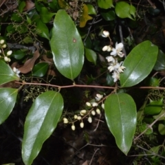 Ripogonum album (Supplejack) at Jervis Bay Marine Park - 28 Sep 2020 by plants