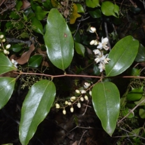 Ripogonum album at Beecroft Peninsula, NSW - 28 Sep 2020 09:13 PM