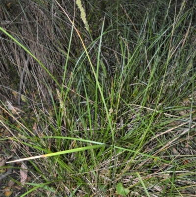 Carex appressa (Tall Sedge) at Beecroft Peninsula, NSW - 28 Sep 2020 by plants