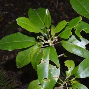 Sarcomelicope simplicifolia subsp. simplicifolia at Beecroft Peninsula, NSW - 28 Sep 2020