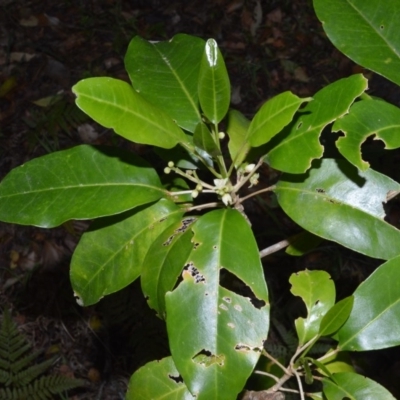 Sarcomelicope simplicifolia subsp. simplicifolia (Big Yellow Wood) at Jervis Bay Marine Park - 28 Sep 2020 by plants