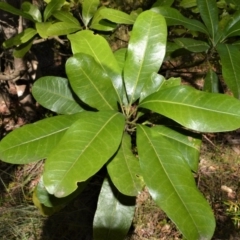 Acronychia oblongifolia (White Aspen, Yellow Wood) at Beecroft Peninsula, NSW - 28 Sep 2020 by plants