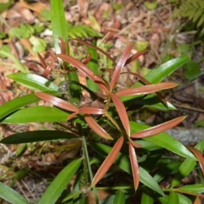 Podocarpus elatus (Plum Pine, Brown Pine, Illawarra Plum) at Jervis Bay Marine Park - 28 Sep 2020 by plants
