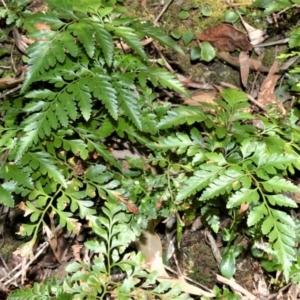 Davallia solida var. pyxidata at Beecroft Peninsula, NSW - suppressed