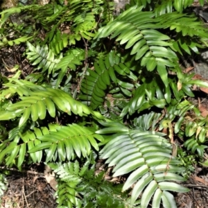 Pellaea falcata at Beecroft Peninsula, NSW - 28 Sep 2020