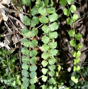 Asplenium flabellifolium at Beecroft Peninsula, NSW - 28 Sep 2020 09:34 PM