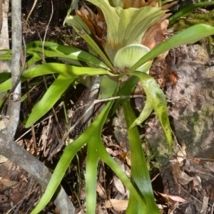 Platycerium bifurcatum at Beecroft Peninsula, NSW - suppressed