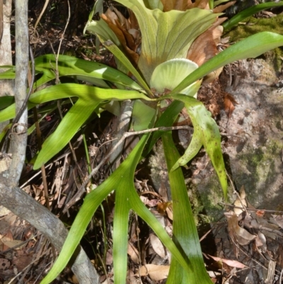 Platycerium bifurcatum (Elkhorn) at Beecroft Peninsula, NSW - 28 Sep 2020 by plants