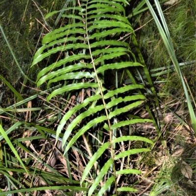 Telmatoblechnum indicum (Bungwall, Swampwater Fern) at Currarong - Abrahams Bosom Beach - 28 Sep 2020 by plants