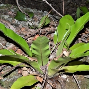 Asplenium australasicum at Currarong - Abrahams Bosom Beach - 28 Sep 2020