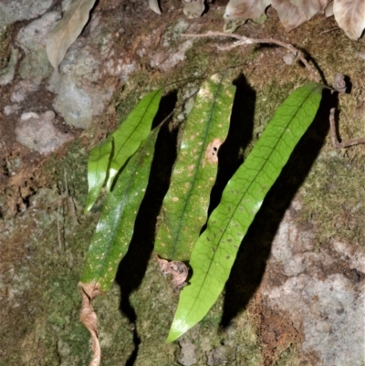 Microsorum pustulatum (Kangaroo Fern) at Currarong - Abrahams Bosom Beach - 28 Sep 2020 by plants