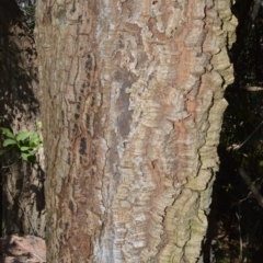 Endiandra sieberi (Hard Corkwood, Pink Walnut) at Currarong - Abrahams Bosom Beach - 28 Sep 2020 by plants