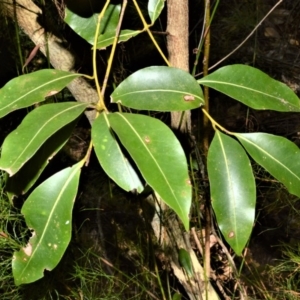 Endiandra sieberi at Currarong - Abrahams Bosom Beach - 28 Sep 2020 10:05 PM