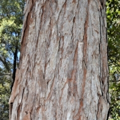 Eucalyptus robusta at Currarong - Abrahams Bosom Beach - 28 Sep 2020 10:00 PM