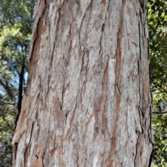 Eucalyptus robusta at Currarong - Abrahams Bosom Beach - 28 Sep 2020