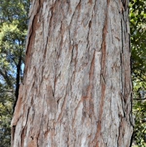 Eucalyptus robusta at Currarong - Abrahams Bosom Beach - 28 Sep 2020 10:00 PM