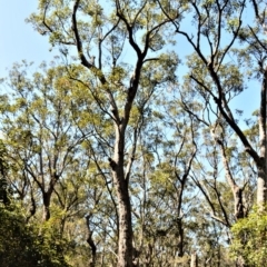 Eucalyptus robusta at Currarong - Abrahams Bosom Beach - 28 Sep 2020 10:00 PM