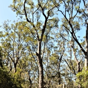 Eucalyptus robusta at Currarong - Abrahams Bosom Beach - 28 Sep 2020