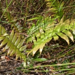 Blechnum camfieldii at Currarong - Abrahams Bosom Beach - 28 Sep 2020 by plants