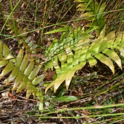 Blechnum camfieldii at Beecroft Peninsula, NSW - 28 Sep 2020 by plants
