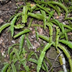 Nephrolepis cordifolia (Fishbone Fern) at Beecroft Peninsula, NSW - 28 Sep 2020 by plants