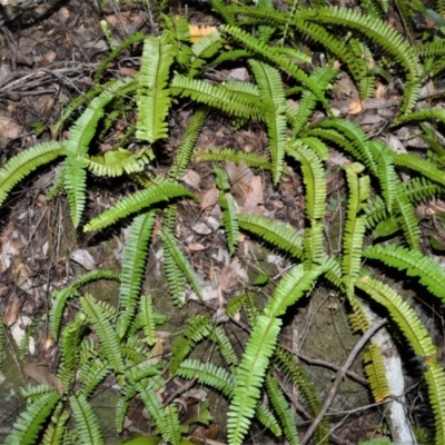 Nephrolepis cordifolia (Fishbone Fern) at Beecroft Peninsula, NSW - 28 Sep 2020 by plants