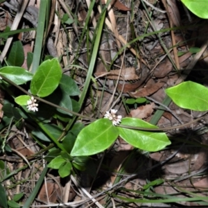Marsdenia suaveolens at Beecroft Peninsula, NSW - 28 Sep 2020