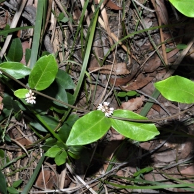 Marsdenia suaveolens (Scented Marsdenia) at Beecroft Peninsula, NSW - 28 Sep 2020 by plants