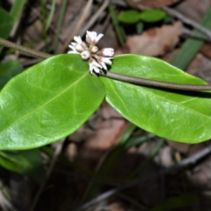 Marsdenia suaveolens at Beecroft Peninsula, NSW - 28 Sep 2020