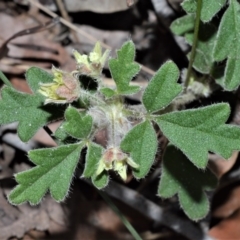 Xanthosia pilosa (Woolly Xanthosia) at Beecroft Peninsula, NSW - 28 Sep 2020 by plants
