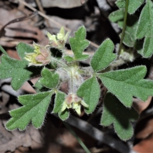 Xanthosia pilosa at Beecroft Peninsula, NSW - 28 Sep 2020