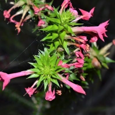 Woollsia pungens at Beecroft Peninsula, NSW - 28 Sep 2020 by plants