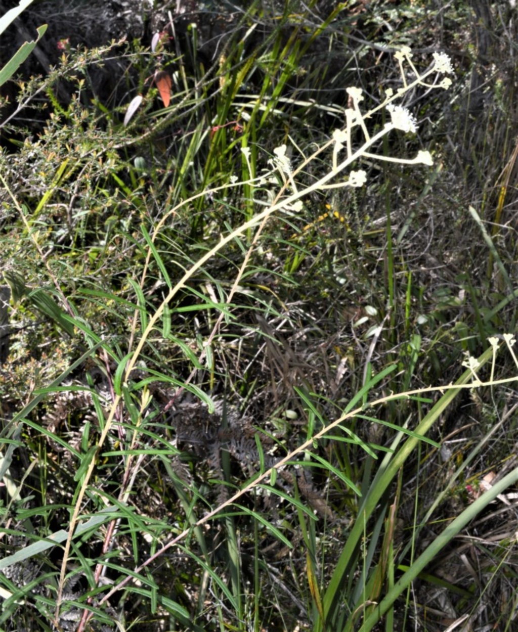 Astrotricha linearis at Beecroft Peninsula, NSW - 28 Sep 2020