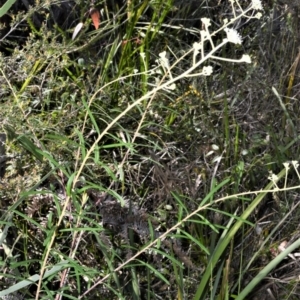 Astrotricha linearis at Beecroft Peninsula, NSW - 28 Sep 2020