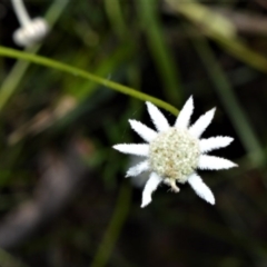 Actinotus minor (Lesser Flannel Flower) at Beecroft Peninsula, NSW - 28 Sep 2020 by plants