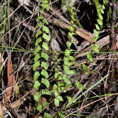 Lindsaea linearis (Screw Fern) at Beecroft Peninsula, NSW - 28 Sep 2020 by plants