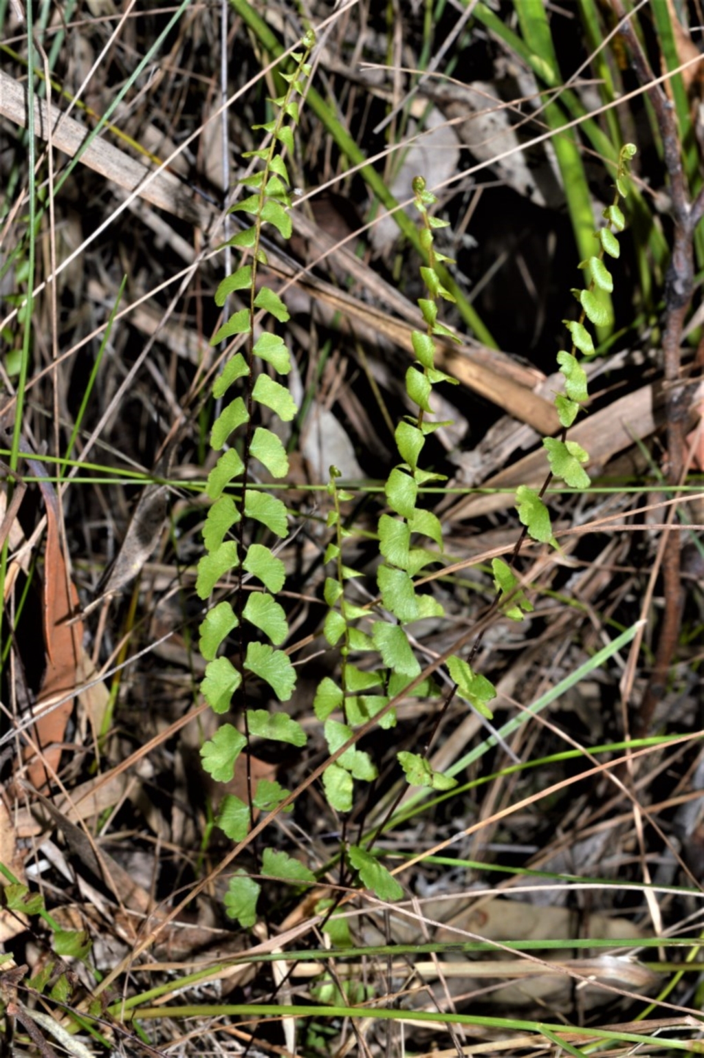 Lindsaea linearis at Beecroft Peninsula, NSW - 28 Sep 2020