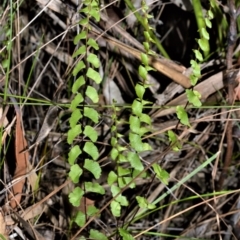 Lindsaea linearis (Screw Fern) at Beecroft Peninsula, NSW - 28 Sep 2020 by plants