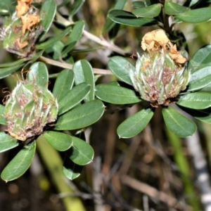 Pultenaea daphnoides at Beecroft Peninsula, NSW - 28 Sep 2020