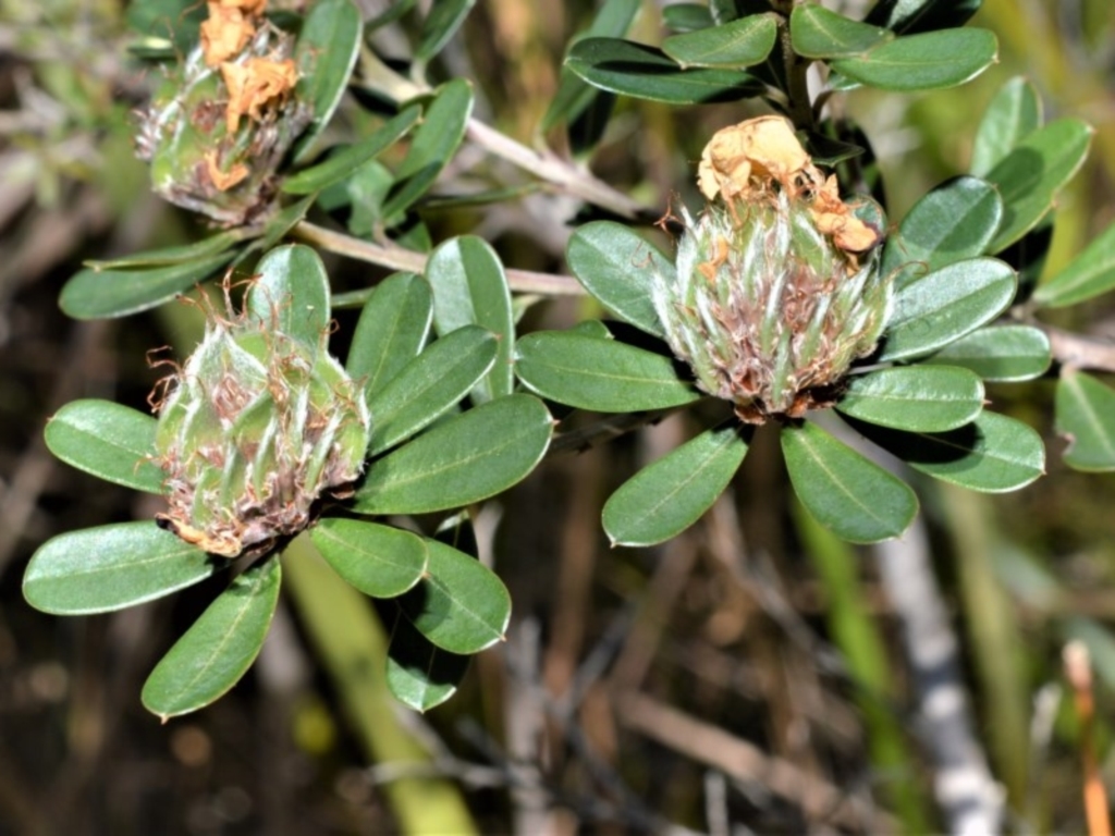 Pultenaea daphnoides at Beecroft Peninsula, NSW - 28 Sep 2020