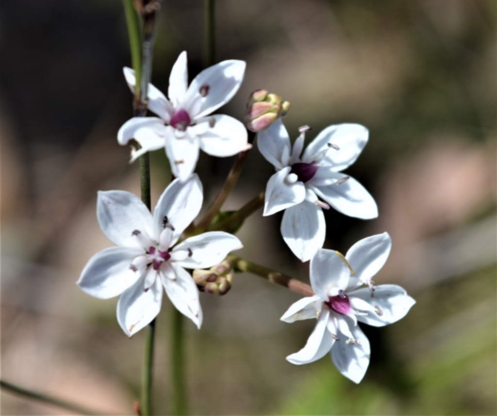 Burchardia umbellata at Beecroft Peninsula, NSW - 28 Sep 2020