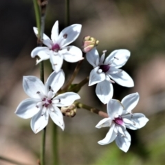 Burchardia umbellata (Milkmaids) at Beecroft Peninsula, NSW - 28 Sep 2020 by plants