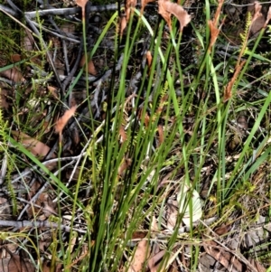 Schizaea bifida at Beecroft Peninsula, NSW - 28 Sep 2020