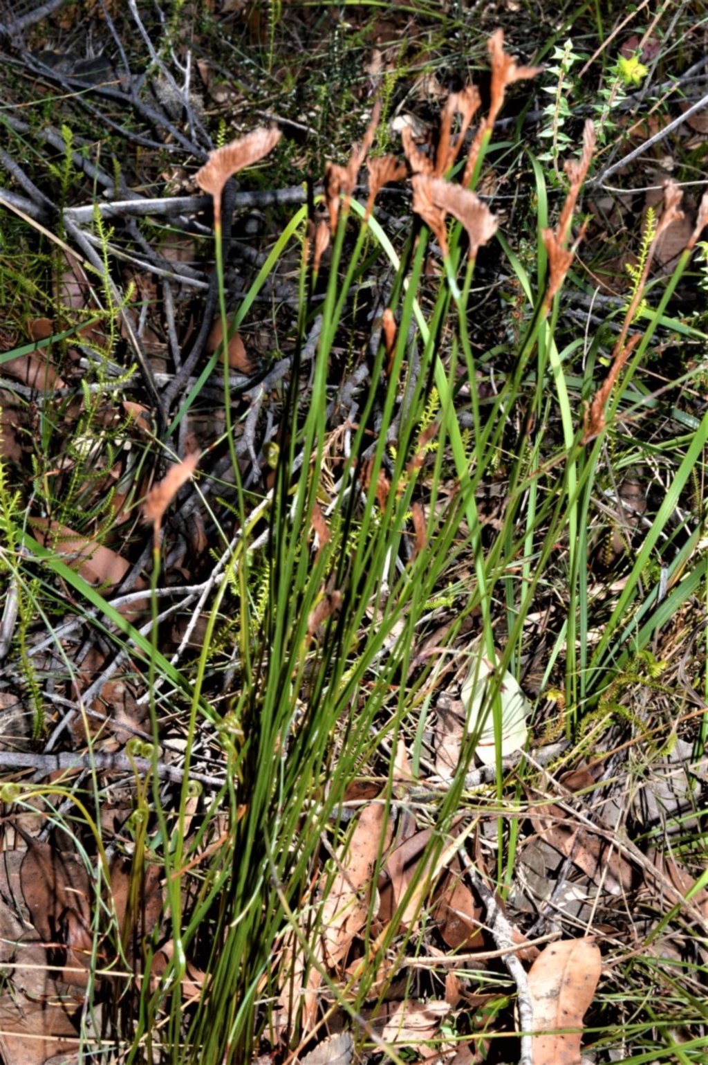Schizaea bifida at Beecroft Peninsula, NSW - 28 Sep 2020