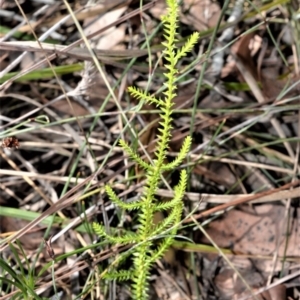 Selaginella uliginosa at Beecroft Peninsula, NSW - 28 Sep 2020