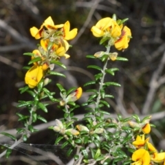 Aotus ericoides (Common Aotus) at Beecroft Peninsula, NSW - 28 Sep 2020 by plants