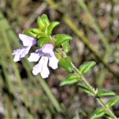 Prostanthera densa (Villous Mint-bush) at Beecroft Peninsula, NSW - 28 Sep 2020 by plants