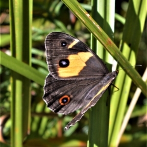 Tisiphone abeona at Beecroft Peninsula, NSW - 28 Sep 2020