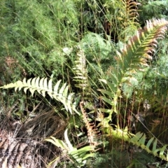 Blechnum camfieldii at Beecroft Peninsula, NSW - 28 Sep 2020 by plants