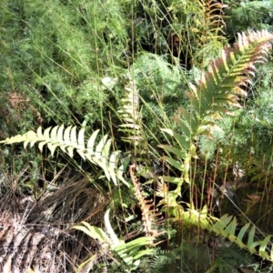 Blechnum camfieldii at Beecroft Peninsula, NSW - 28 Sep 2020 10:39 PM